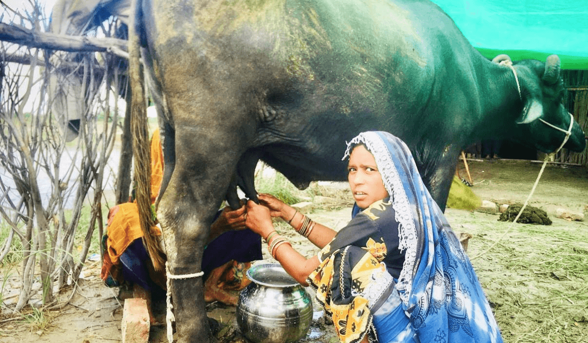 Pakistani Women milking buffallo